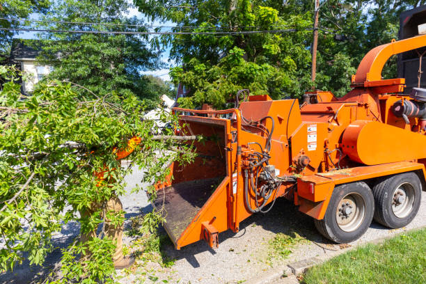 Best Affordable Tree Service  in Santa Clara, CA